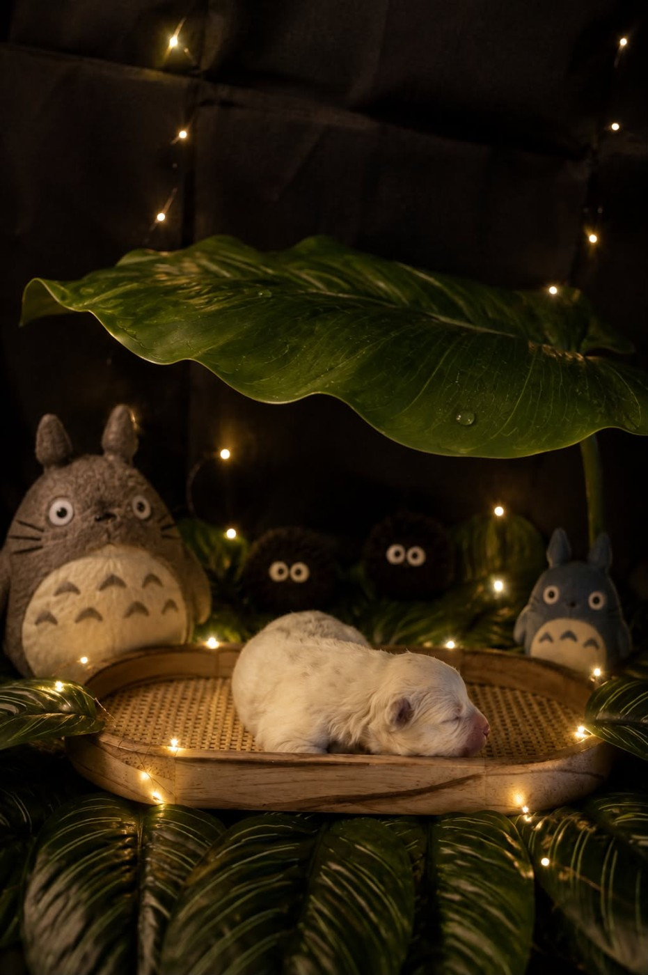 Des Masques Hivernaux - Chiots disponibles - Samoyède