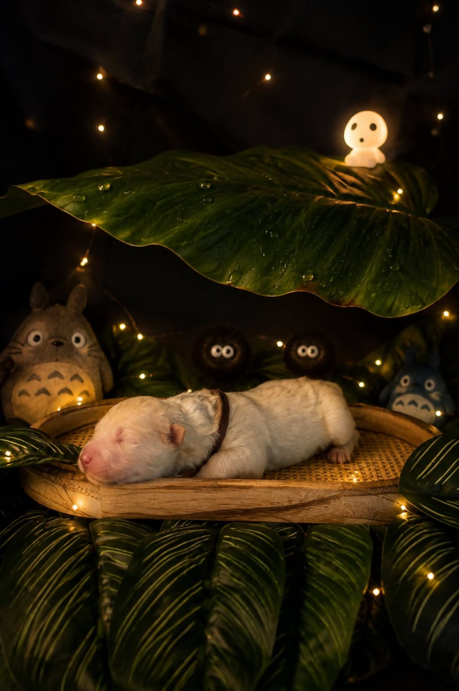 Des Masques Hivernaux - Chiots disponibles - Samoyède