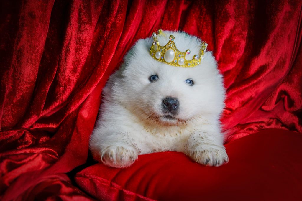 Des Masques Hivernaux - Chiots disponibles - Samoyède