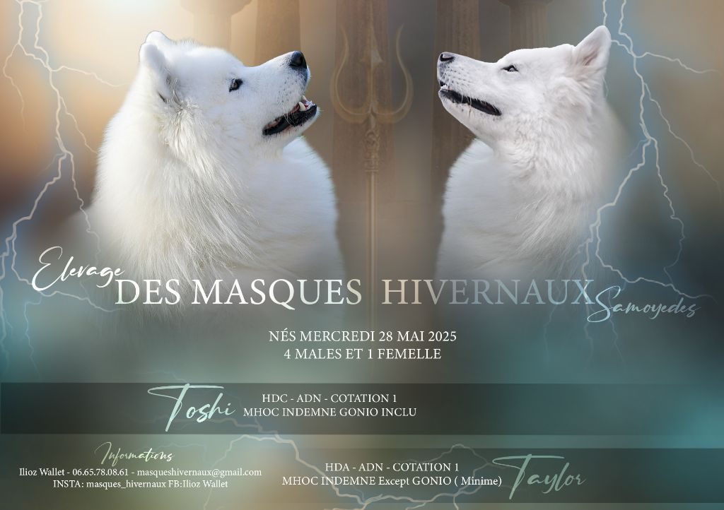 Chiot Samoyède Des Masques Hivernaux