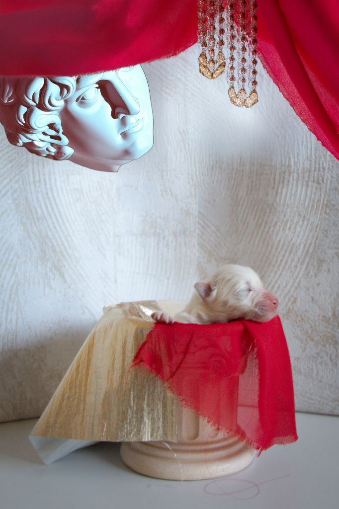 Des Masques Hivernaux - Chiots disponibles - Samoyède