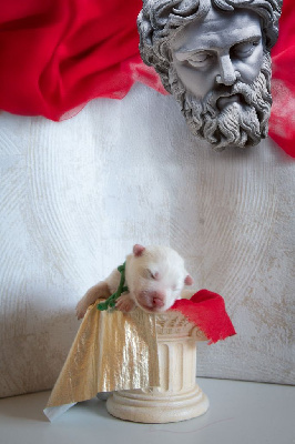 Adorable Arès