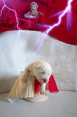 Adorable Zeus