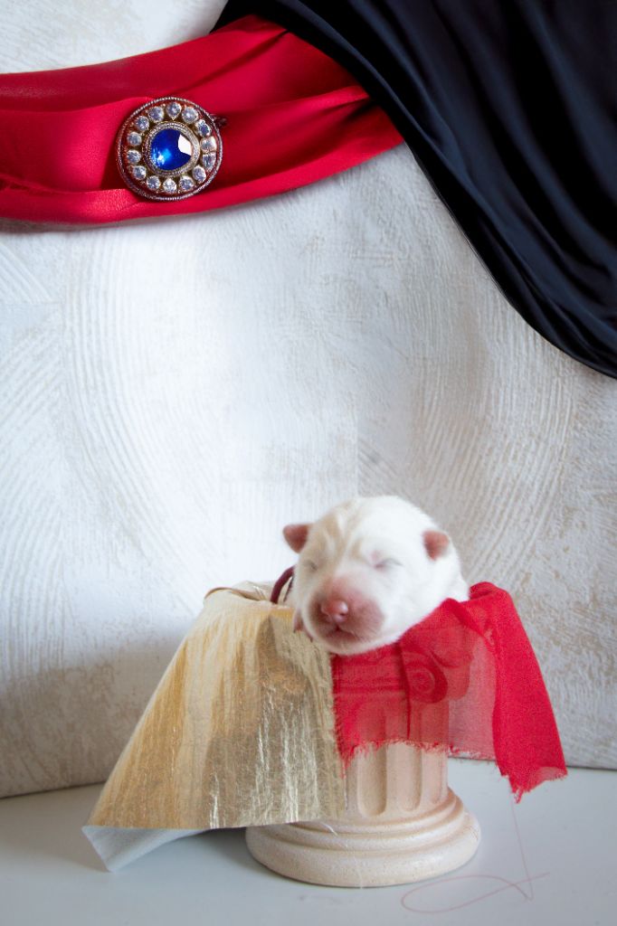 Des Masques Hivernaux - Chiots disponibles - Samoyède